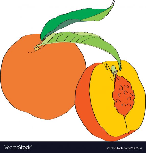 Персик рисунок мульи