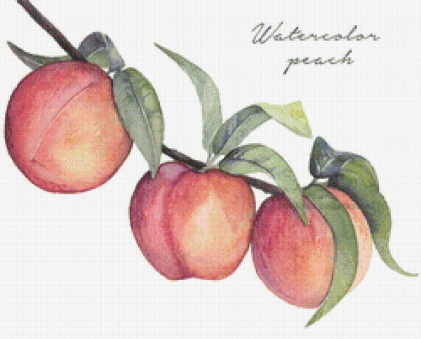 Персик нарисованный акварелью
