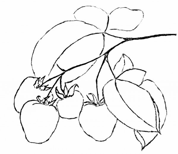 Ягоды простым карандашом