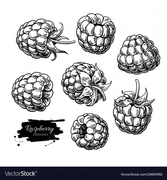 Векторное изображение малины