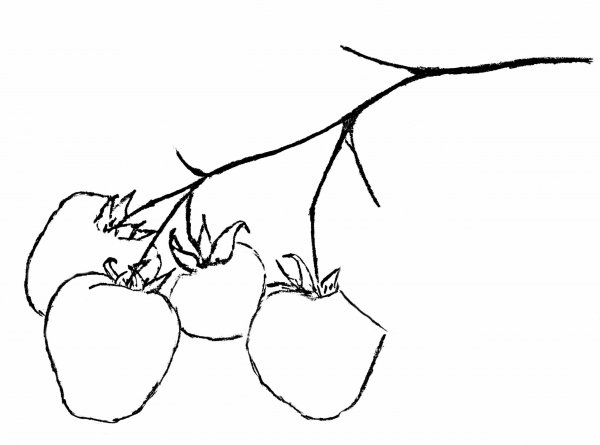 Ветка малины эскиз