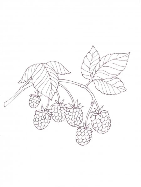 Рисование на тему ягоды