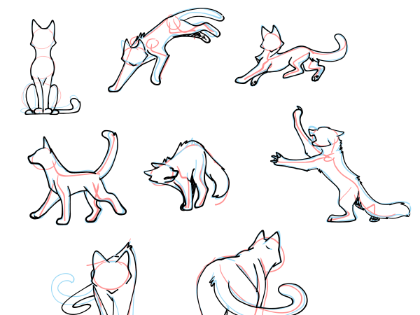 Коты Воители анатомия поз
