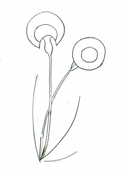 Этапы рисования одуванчика