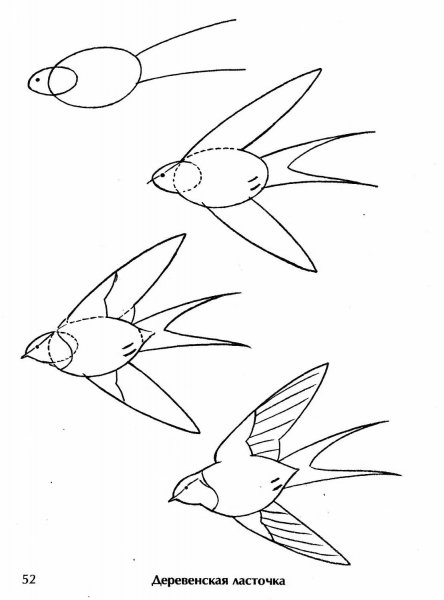 Поэтапное рисование птиц