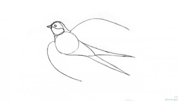Ласточка рисунок карандашом