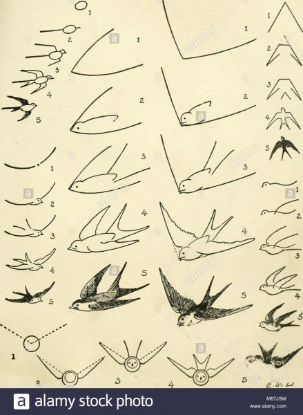 Рисование ласточки поэтапно