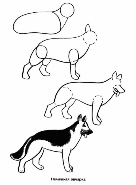 Поэтапное рисование немецкой овчарки