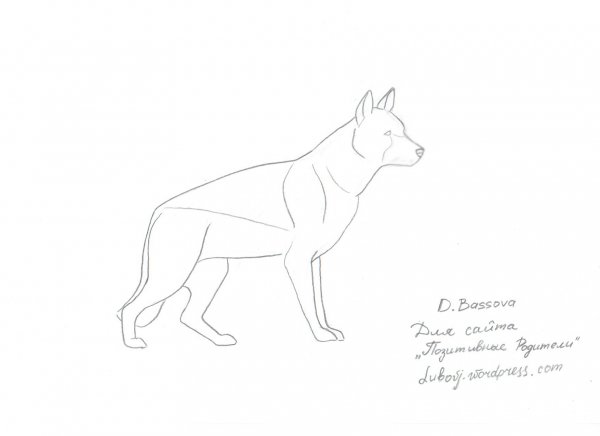 Поэтапное рисование немецкой овчарки