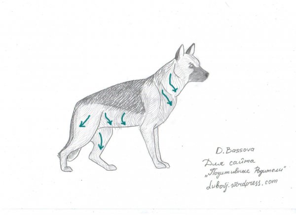 Поэтапное рисование немецкой овчарки