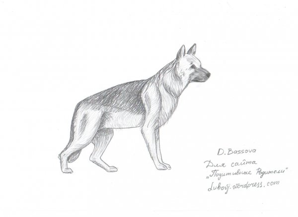 Овчарка рисунок карандашом