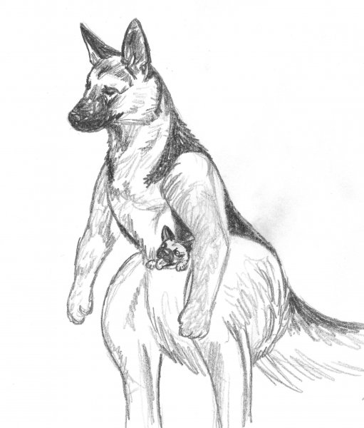 Овчарка скетч