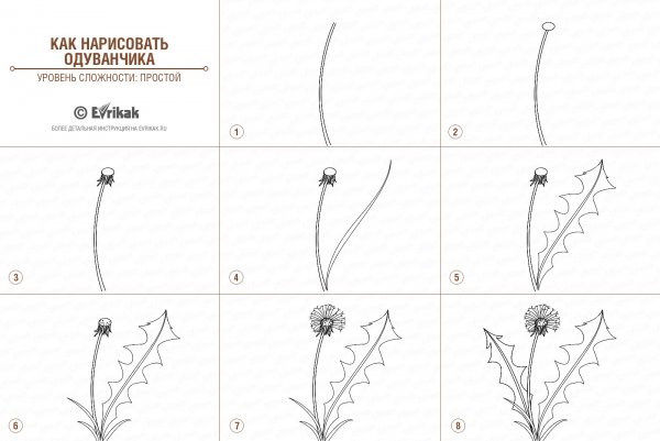 Одуванчик рисунок карандашом поэтапно