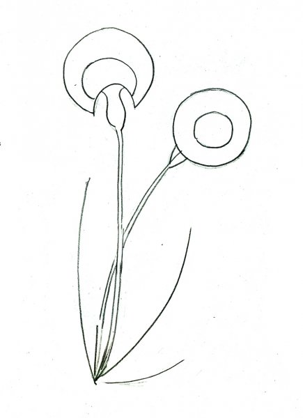 Поэтапное рисование одуванчика для детей