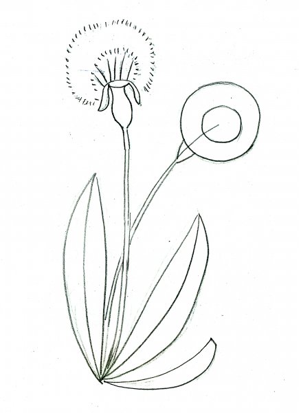 Поэтапное рисование одуванчика