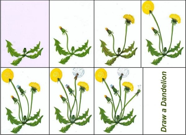 Одуванчик для детей дошкольного возраста