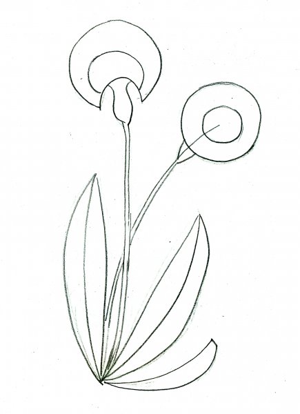 Одуванчик рисунок поэтапно