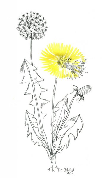 Одуванчик карандашом