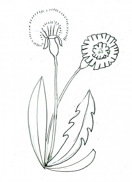 Одуванчик карандашом