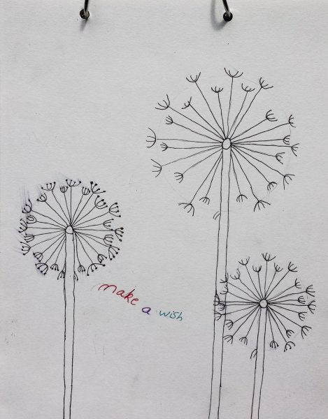 Одуванчик карандашом большой