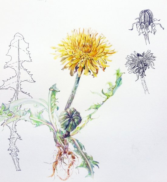 Одуванчик скетч