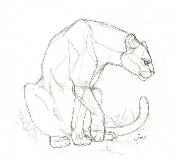 Нарисовать пантеру карандашом