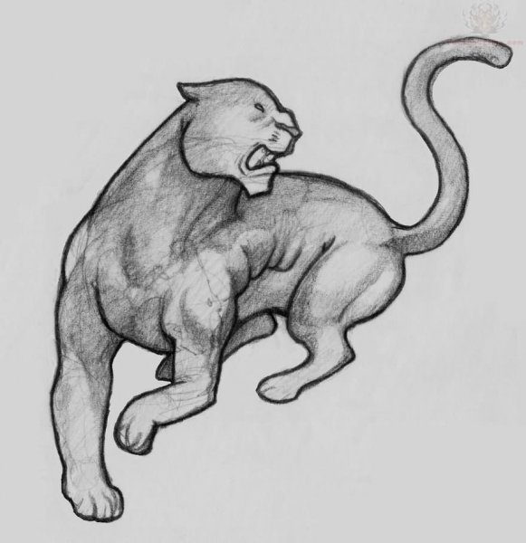 Пантера набросок