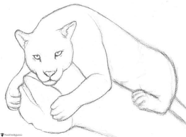 Пантера рисунок карандашом