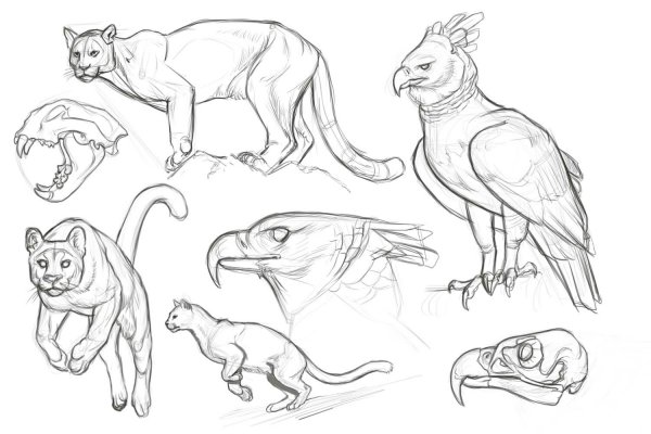 Анатомия животных для рисования