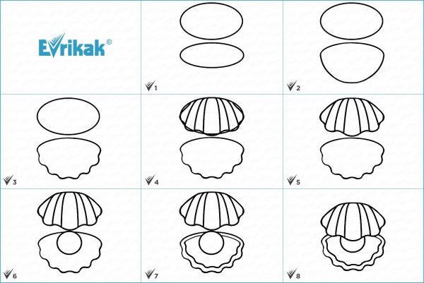 Ракушка карандашом поэтапно