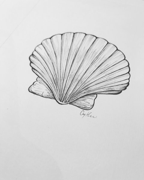 Ракушка рисунок эскиз