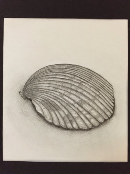 Нарисовать ракушку карандашом