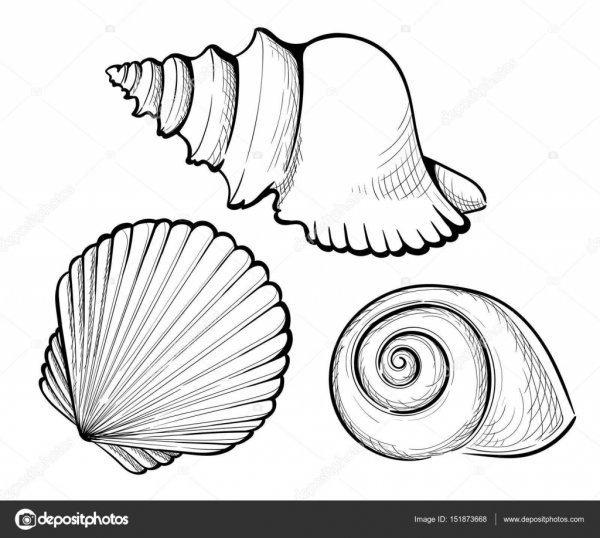 Ракушки морские для вырезания