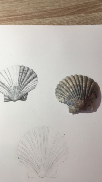 Гребешок Ракушка карандашом
