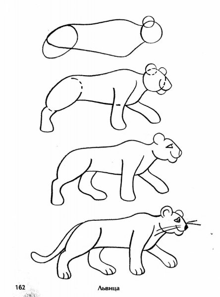 Поэтапное рисование тигра карандашом