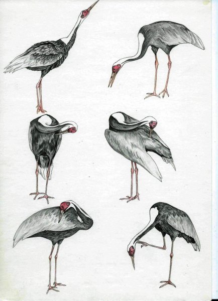 Аист пошаговое рисование