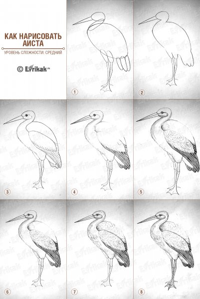 Аист раскраска для детей