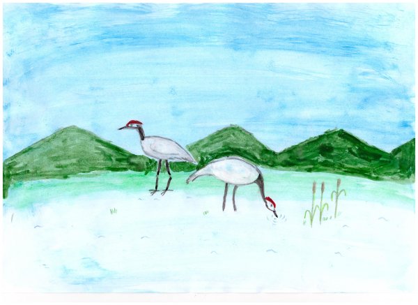 Журавли Донского края рисунок