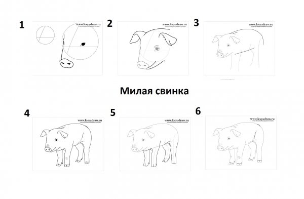 Поросенок рисунок пошагово
