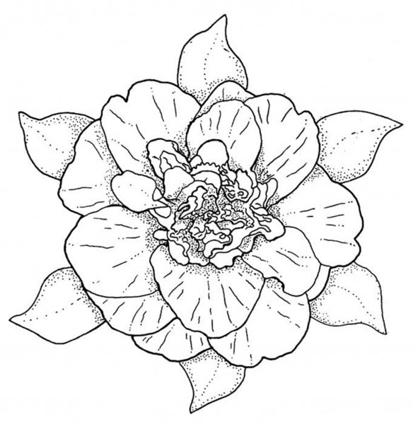 Контур цветов крупных