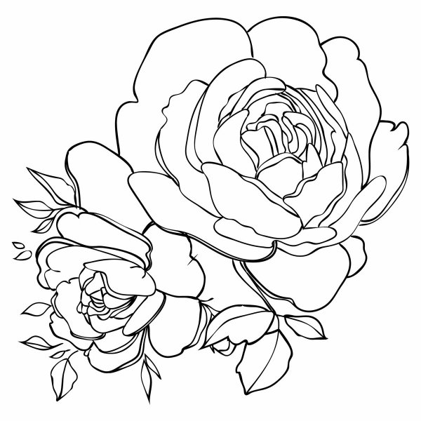 Раскраска цветы пионы