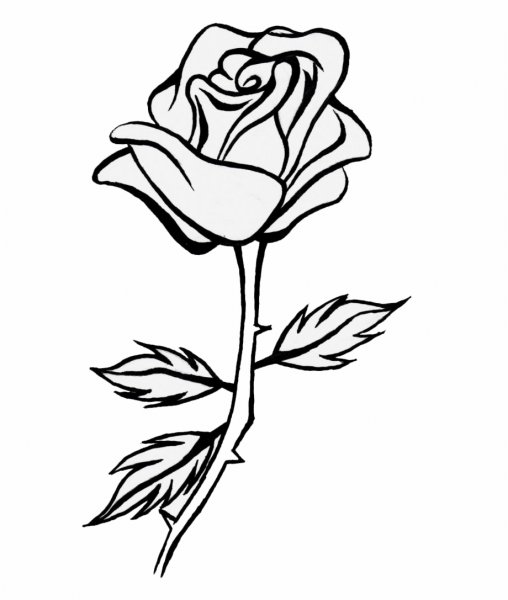Роза контур