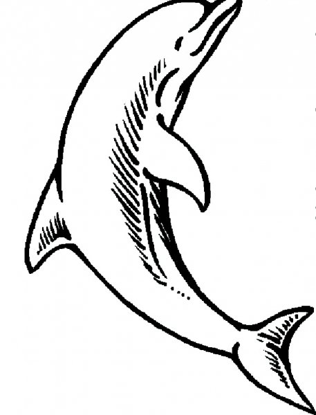 Эскиз дельфина
