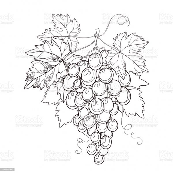 Виноград контур