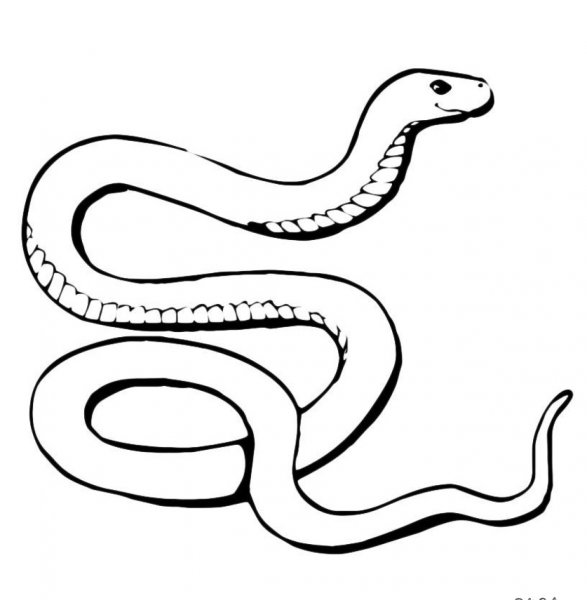 Раскраски змеи