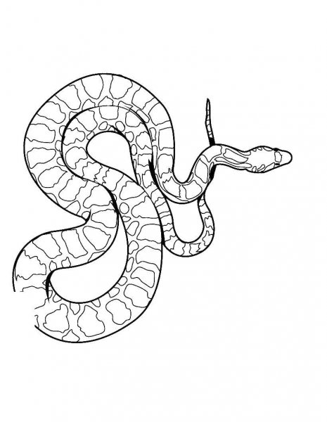 Раскраски змеи