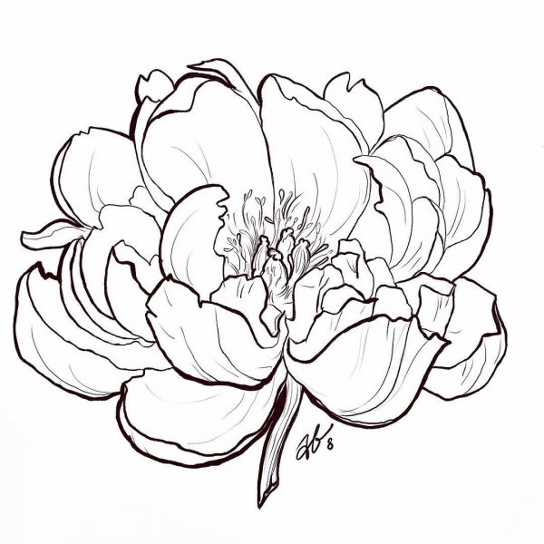 Пионы набросок