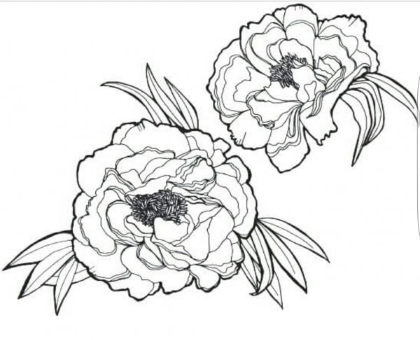 Пионы контур эскиз