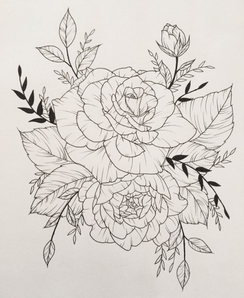 Пионы карандашом