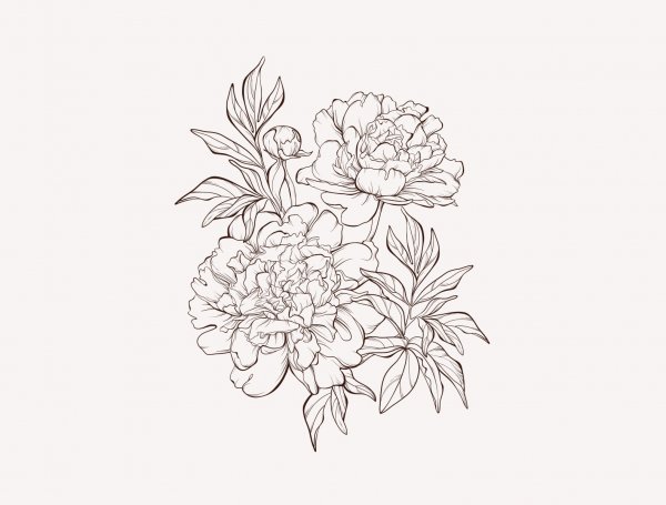 Пионы вектор